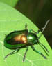 Dogbane Beetle